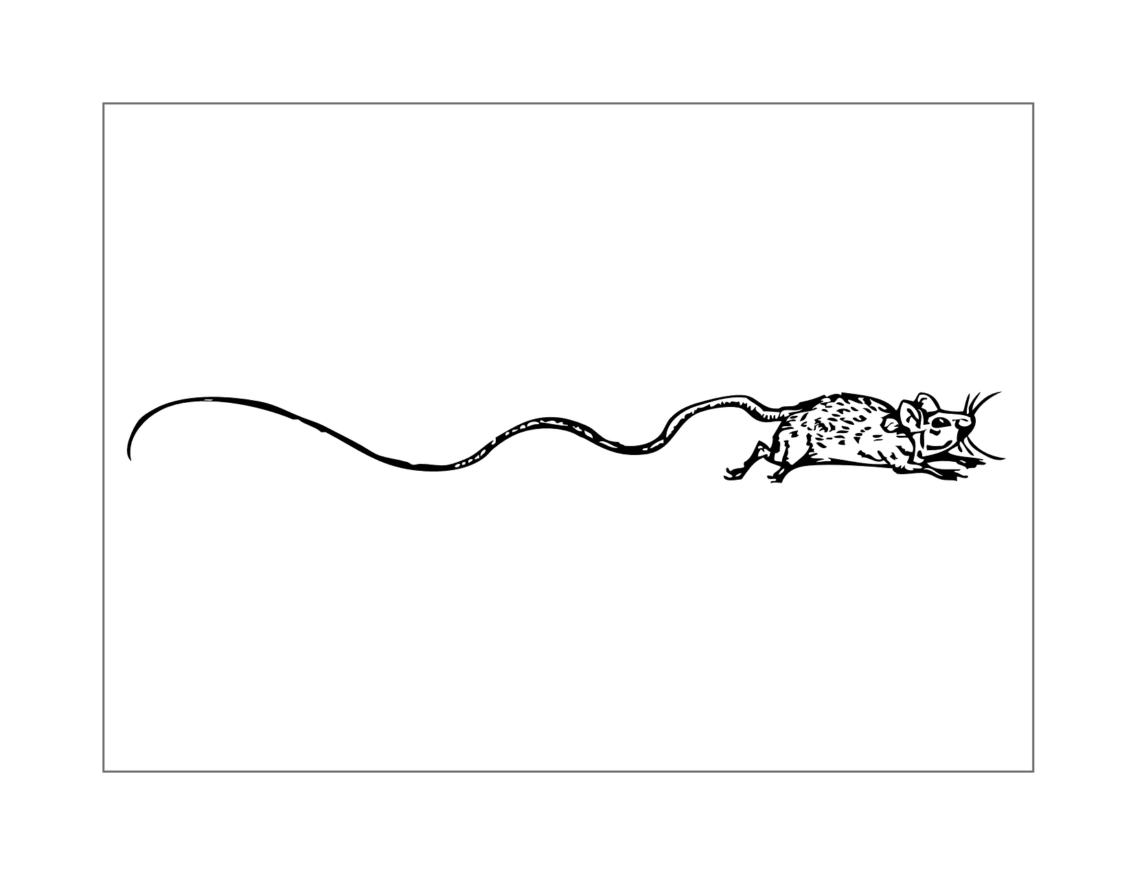 Mouse With Long Tail Coloring Page