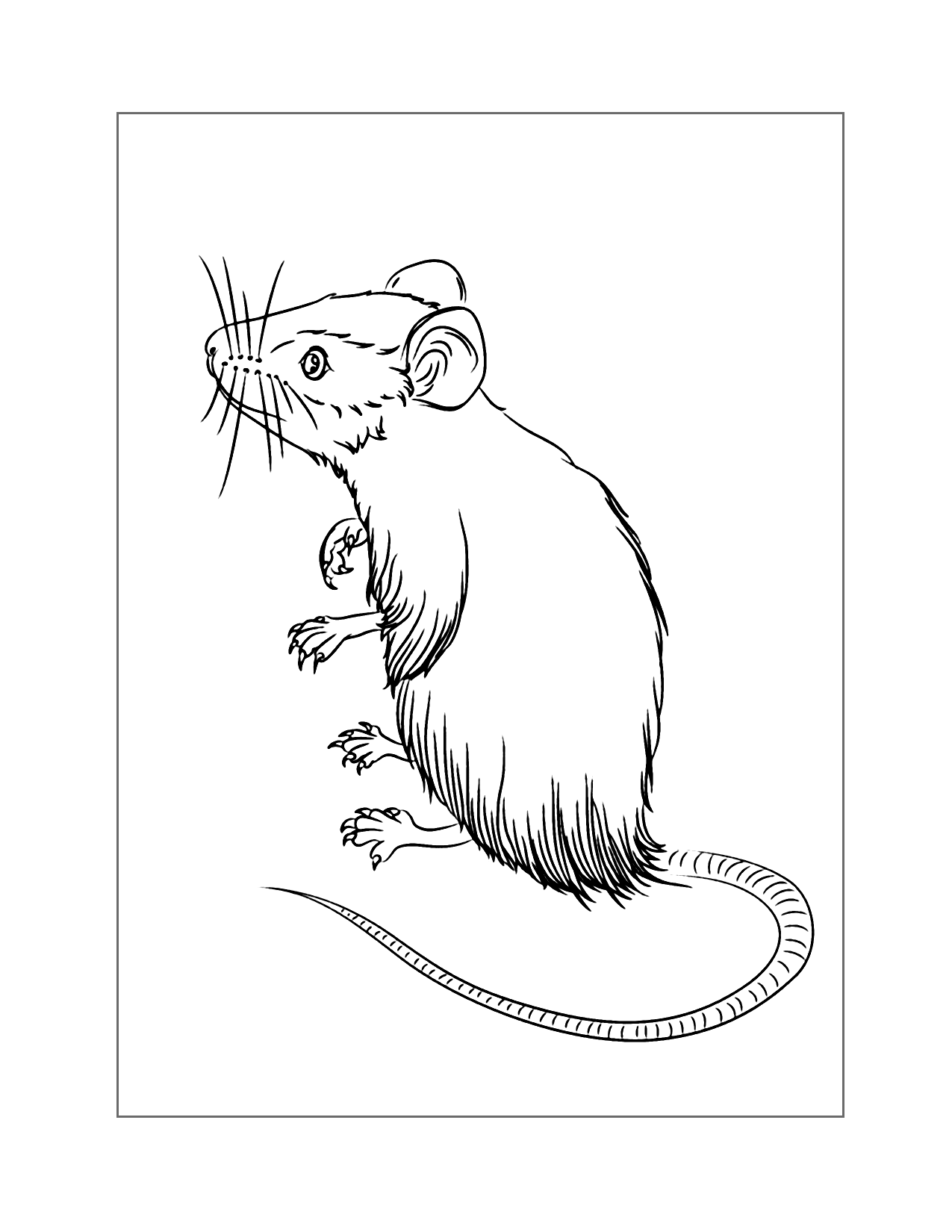 Mouse On Hind Legs Coloring Page