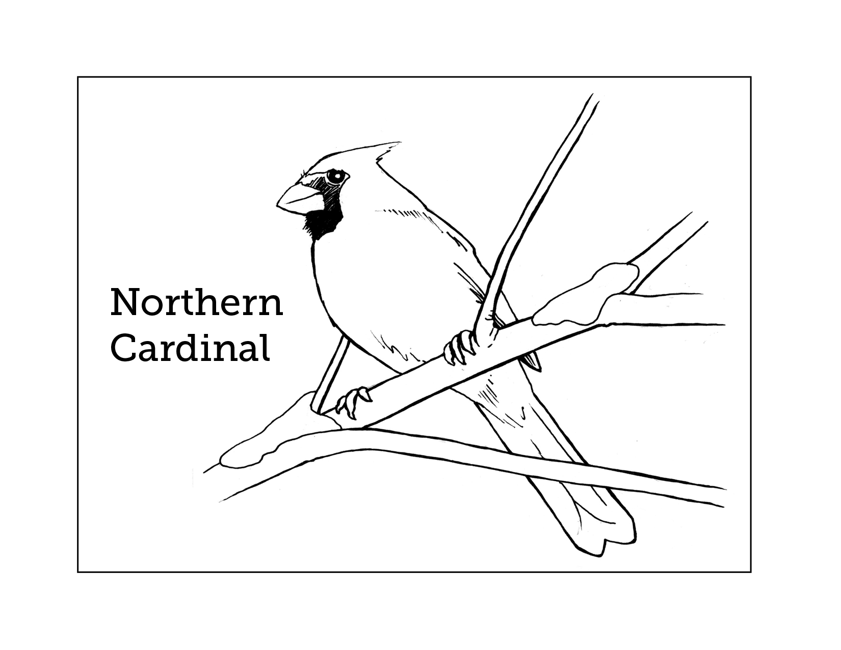 Northern Cardinal Coloring Pages