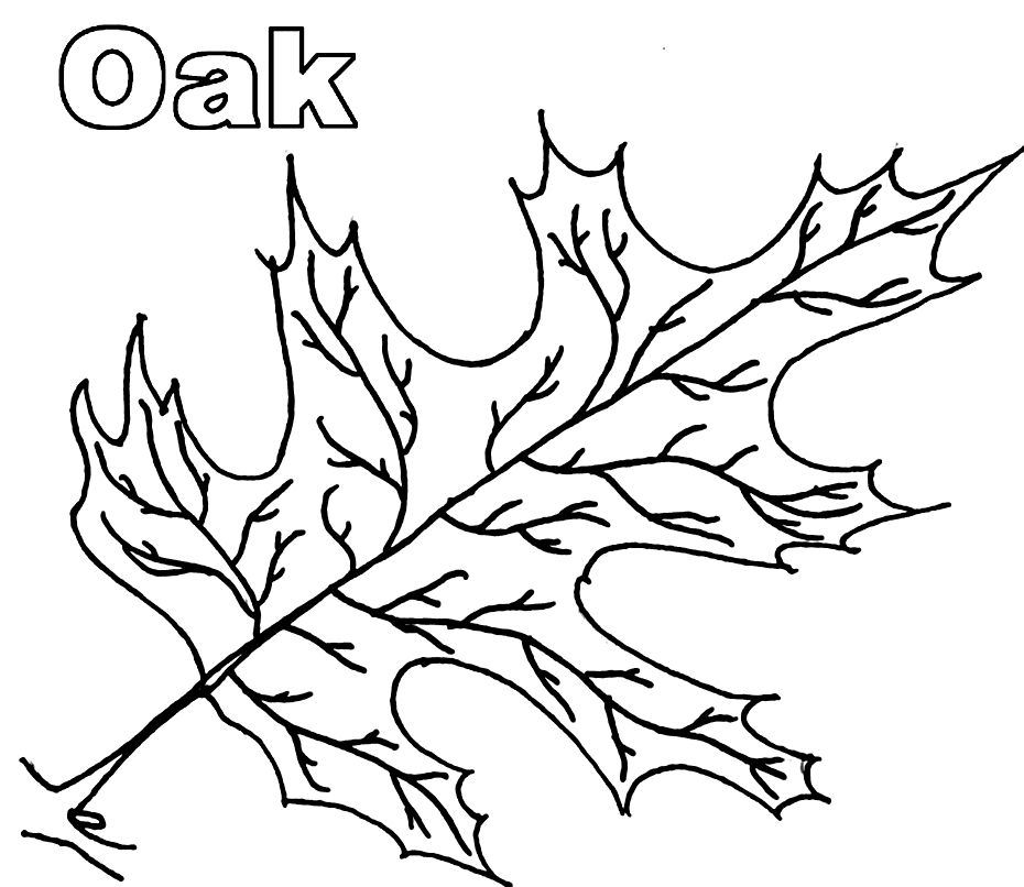 Oak Leaf Coloring Page
