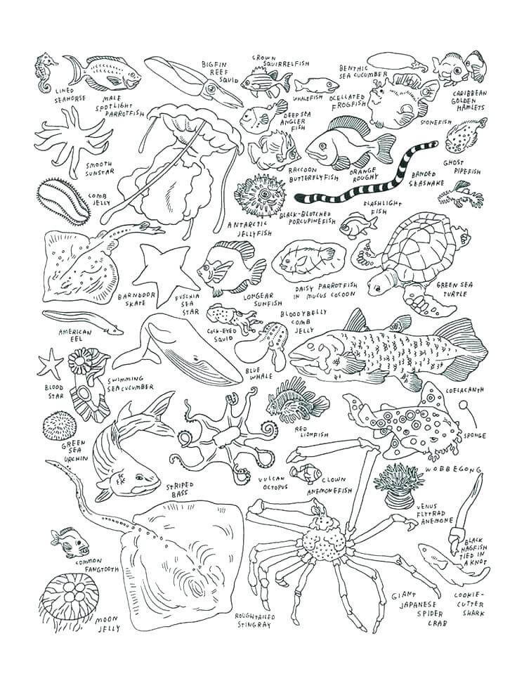 Ocean Animals Labeled Sheet for Coloring