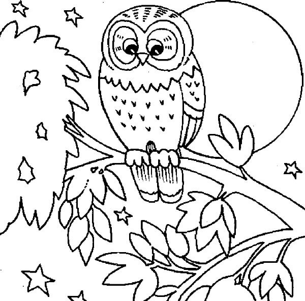 Owl In Tree At Night Coloring Page