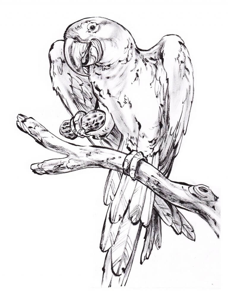 Parrot Animal Coloring Page