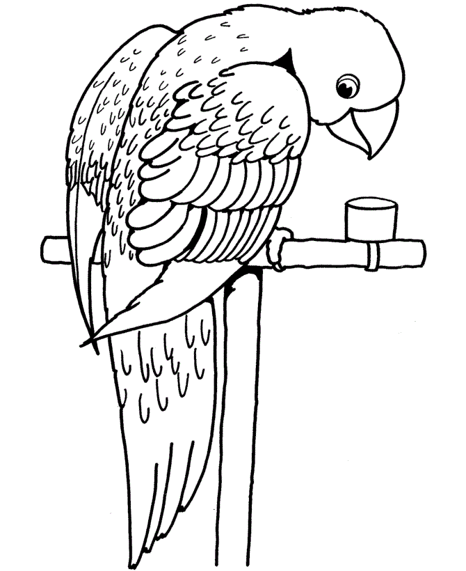 Parrot Animal Coloring Pages