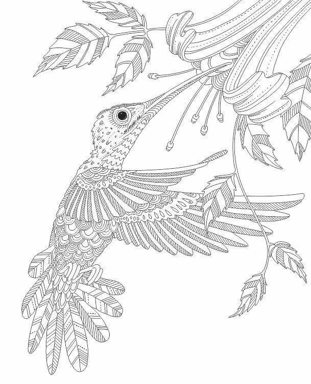 Pattern Hummingbird Coloring Pages