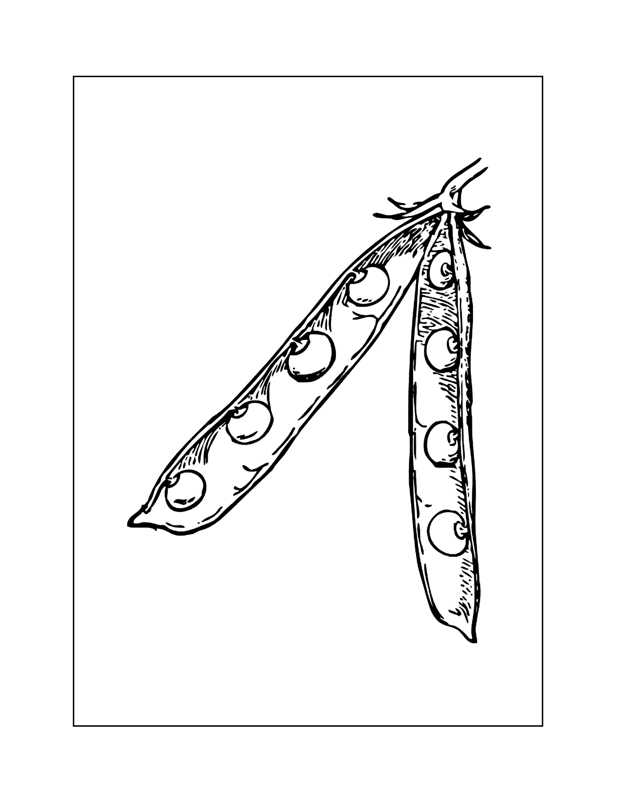 Pea Pod Coloring Pages
