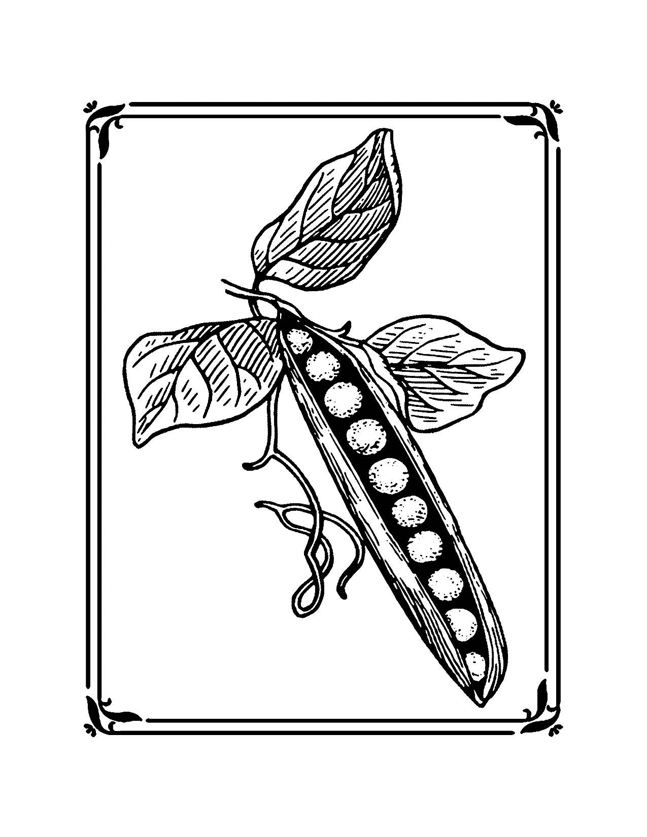 Pea On The Vine Coloring Page