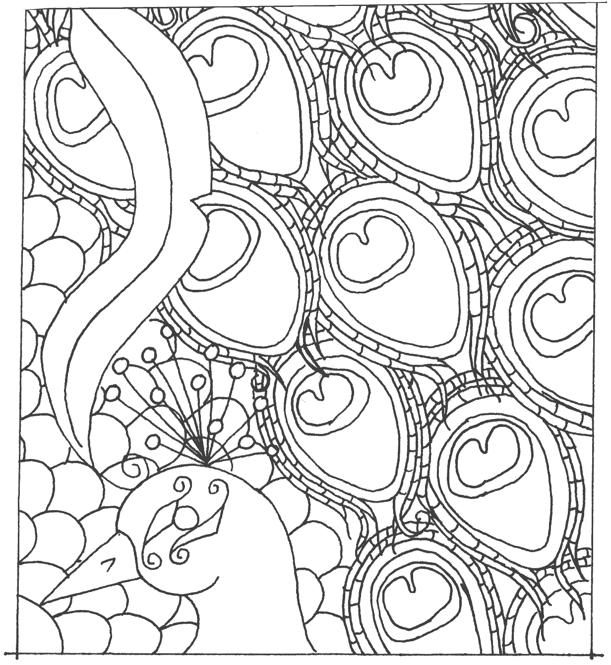 Peacock Drawing to Color
