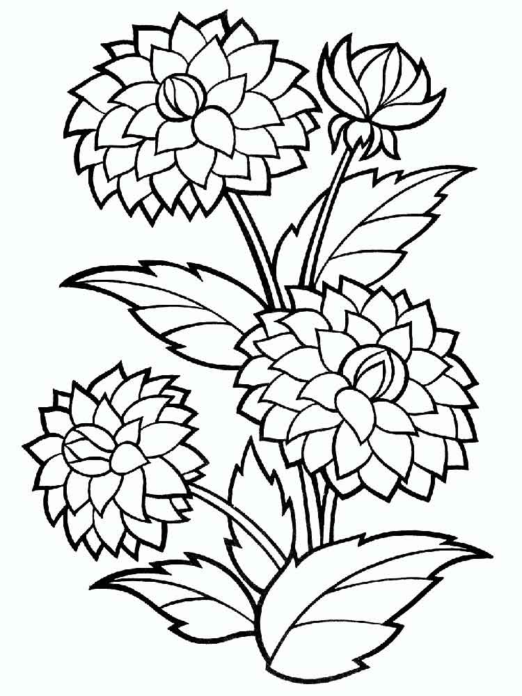 Peony Flower Coloring Pages