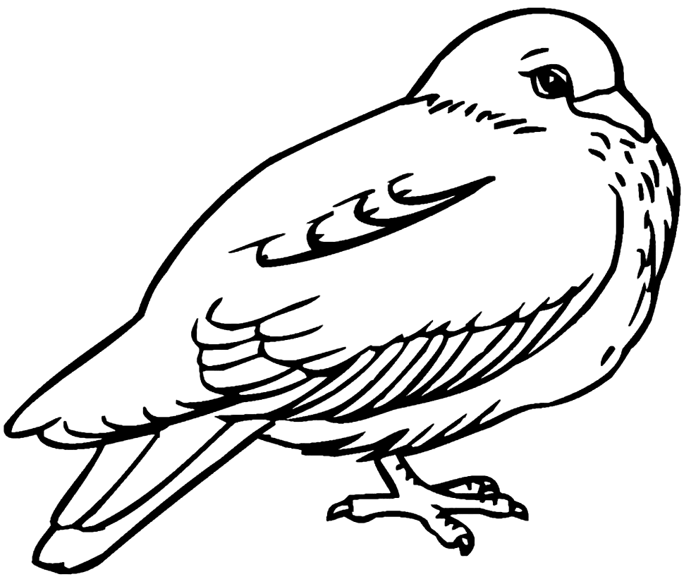 Pigeon Bird Coloring Pages