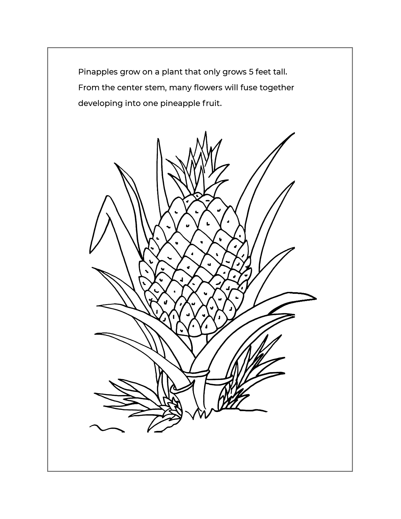 Pineapple Coloring Info Sheet