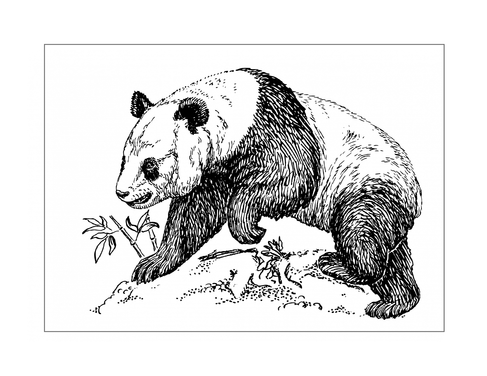 Polar Bear Line Art Printable Sheet