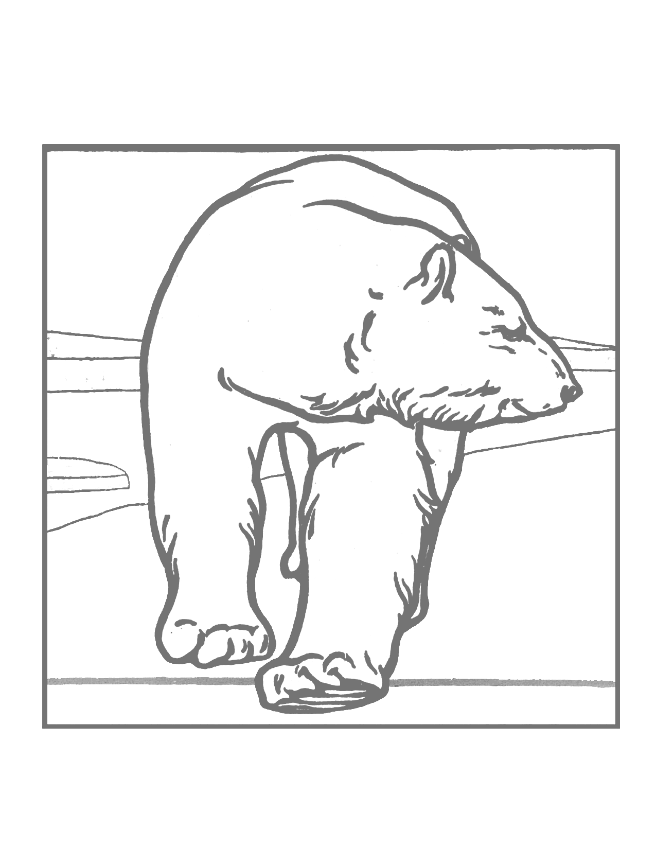 Polar Bear Outline Coloring Page