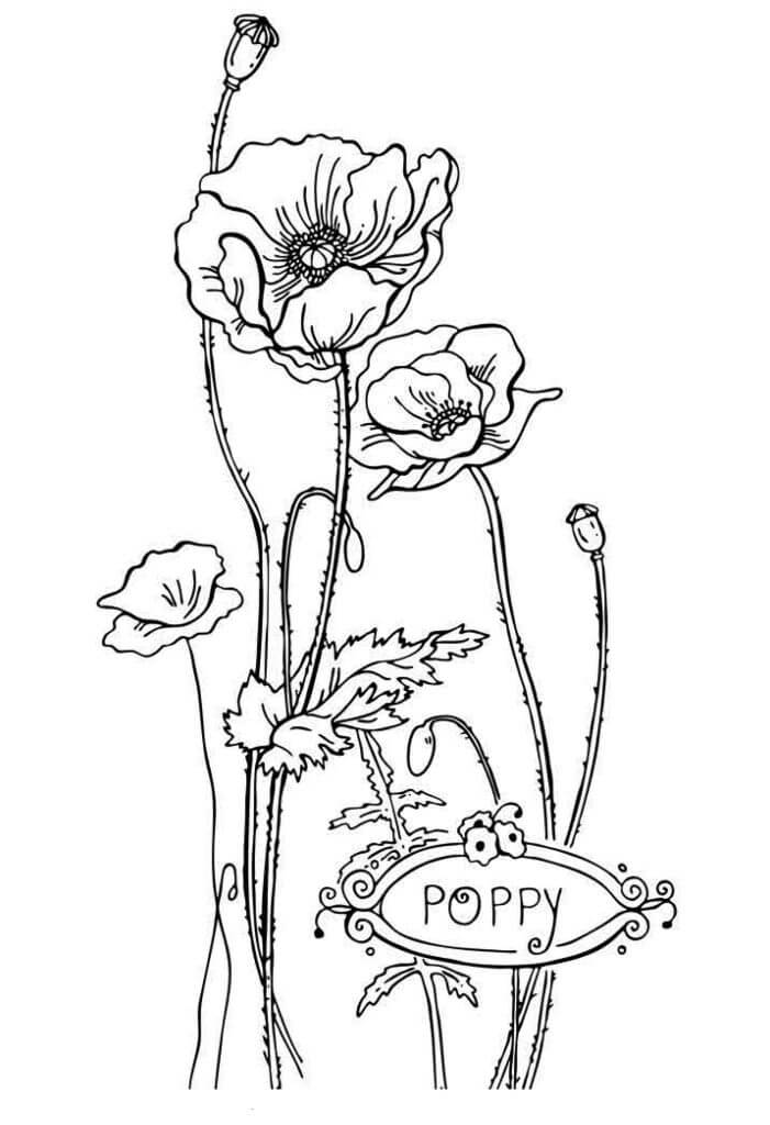 Poppy Flower Coloring Pages
