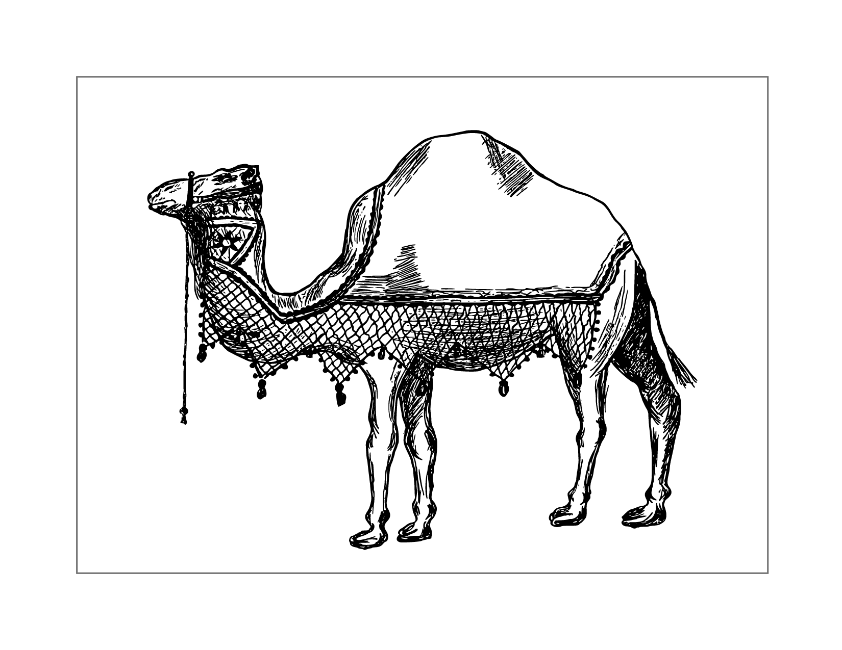 Pretty Camel Coloring Page