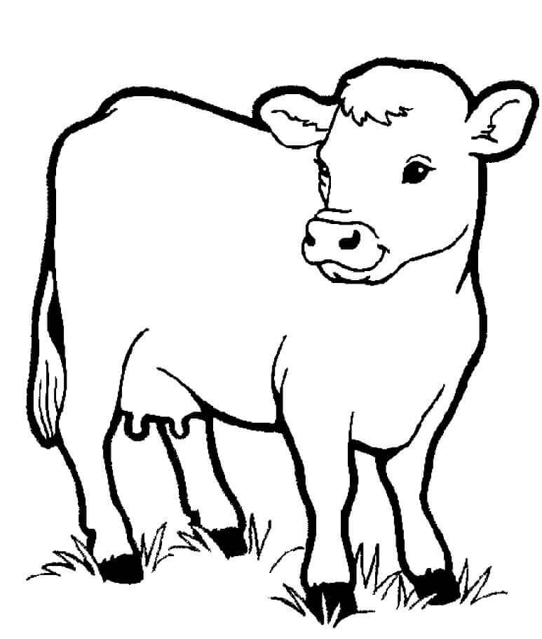 Pretty Cow Farm Animal To Color