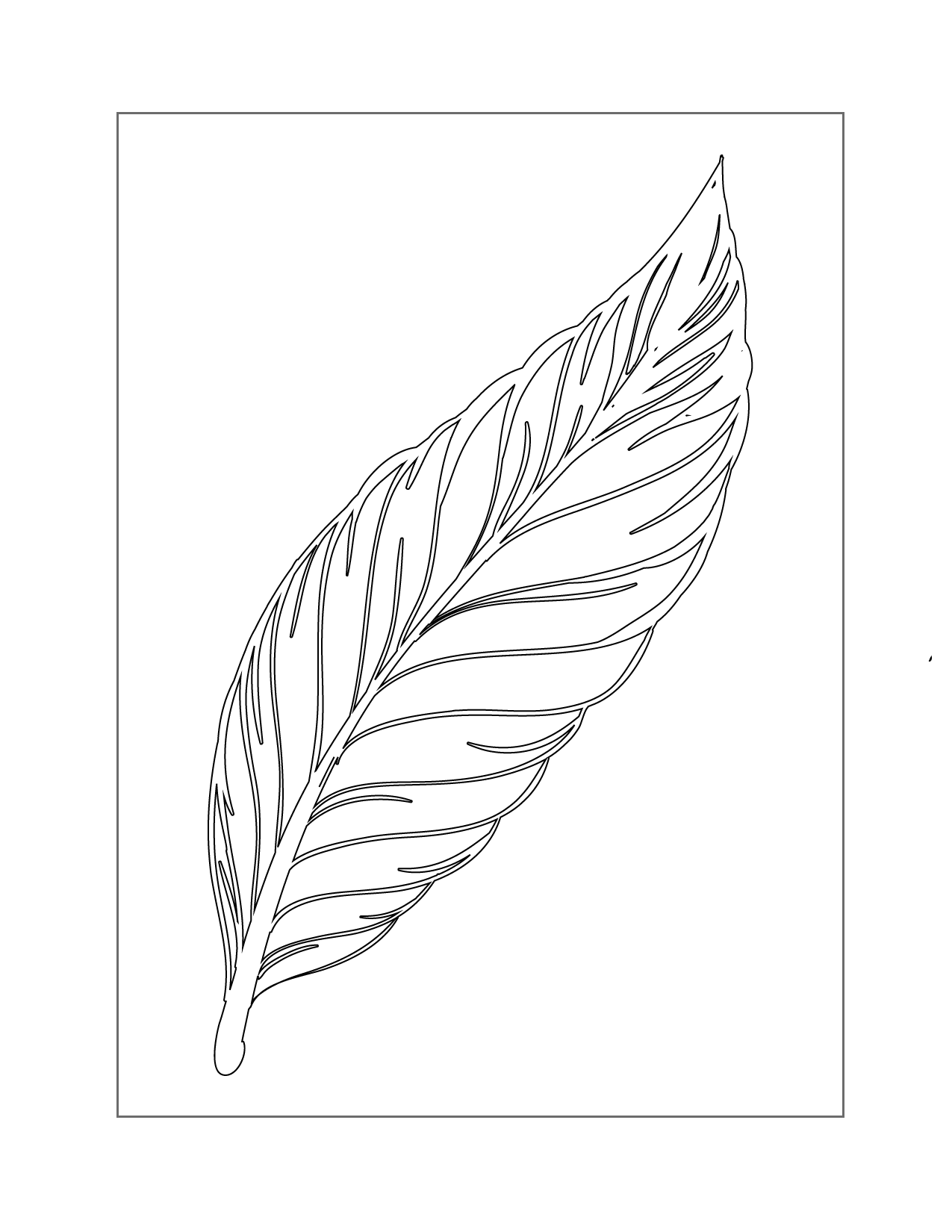 Pretty Feather Coloring Page
