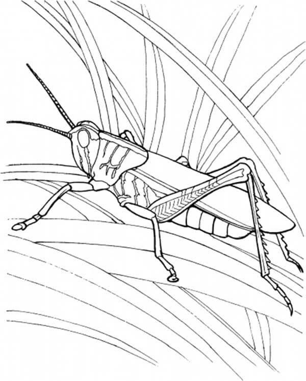 Printable Grasshopper Coloring Page