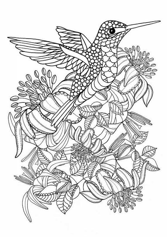 Printable Hummingbird Coloring Pages for Adults