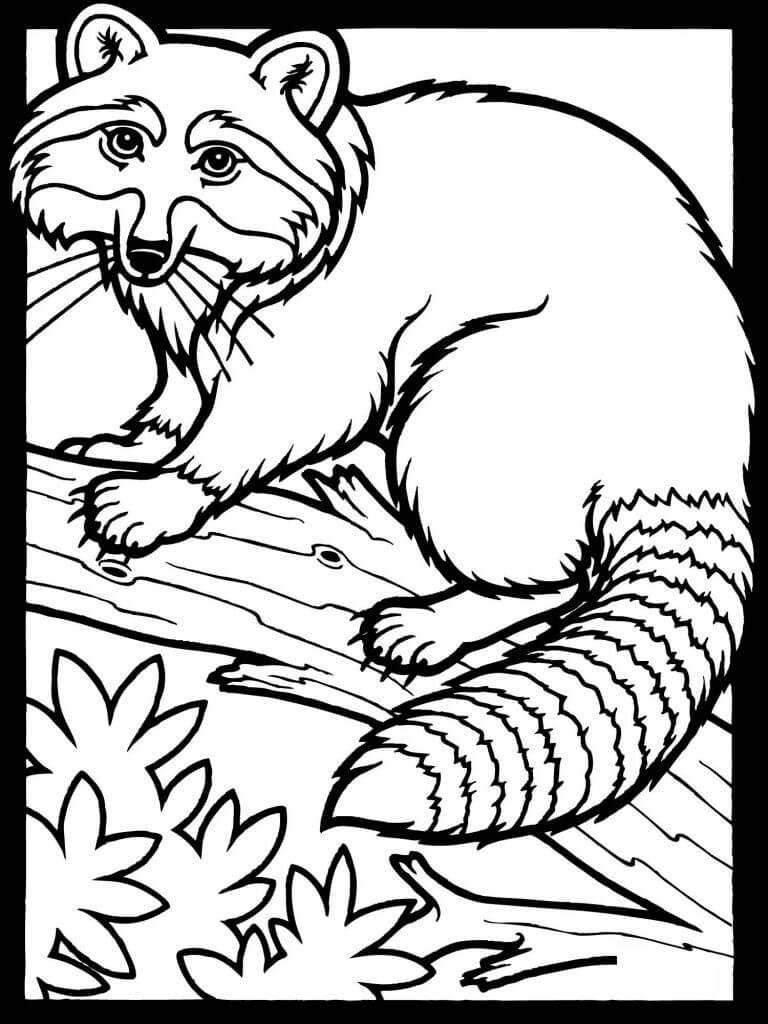 Raccoon Animal Coloring Pages