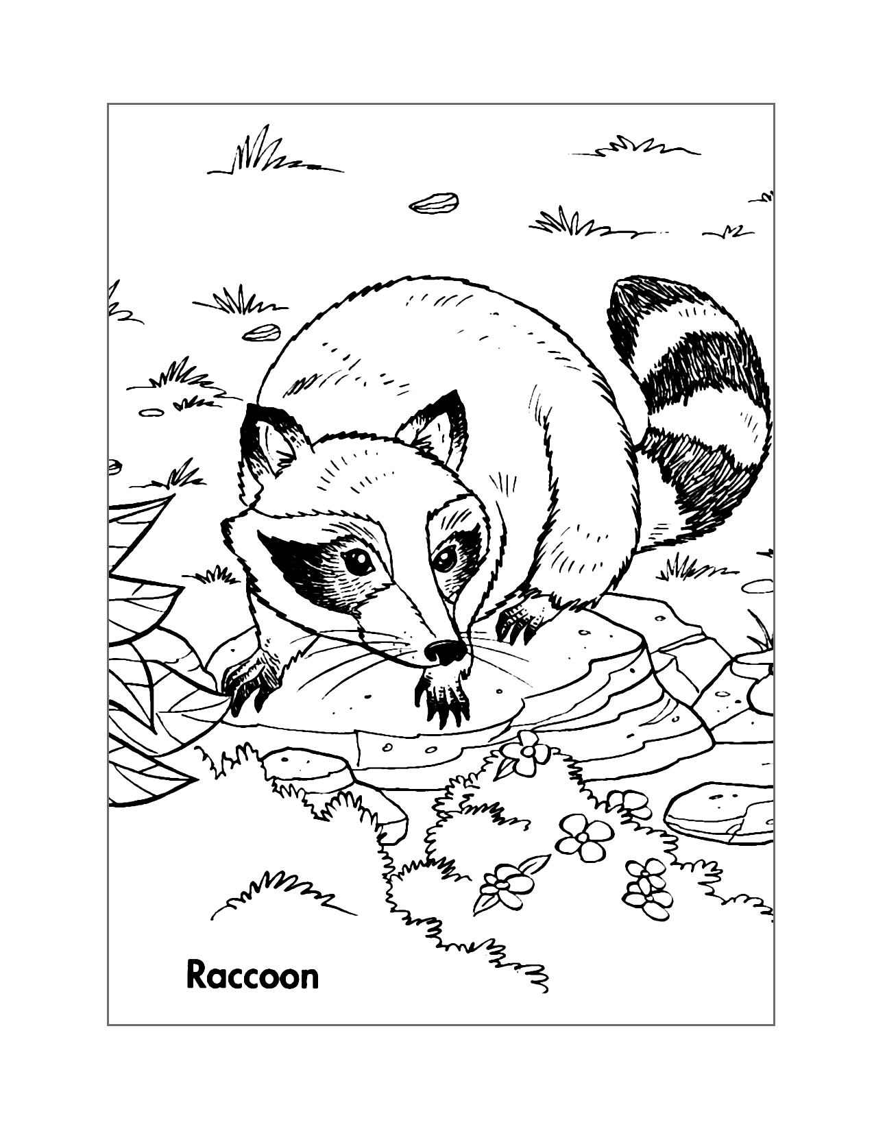 Raccoon Coloring Sheet