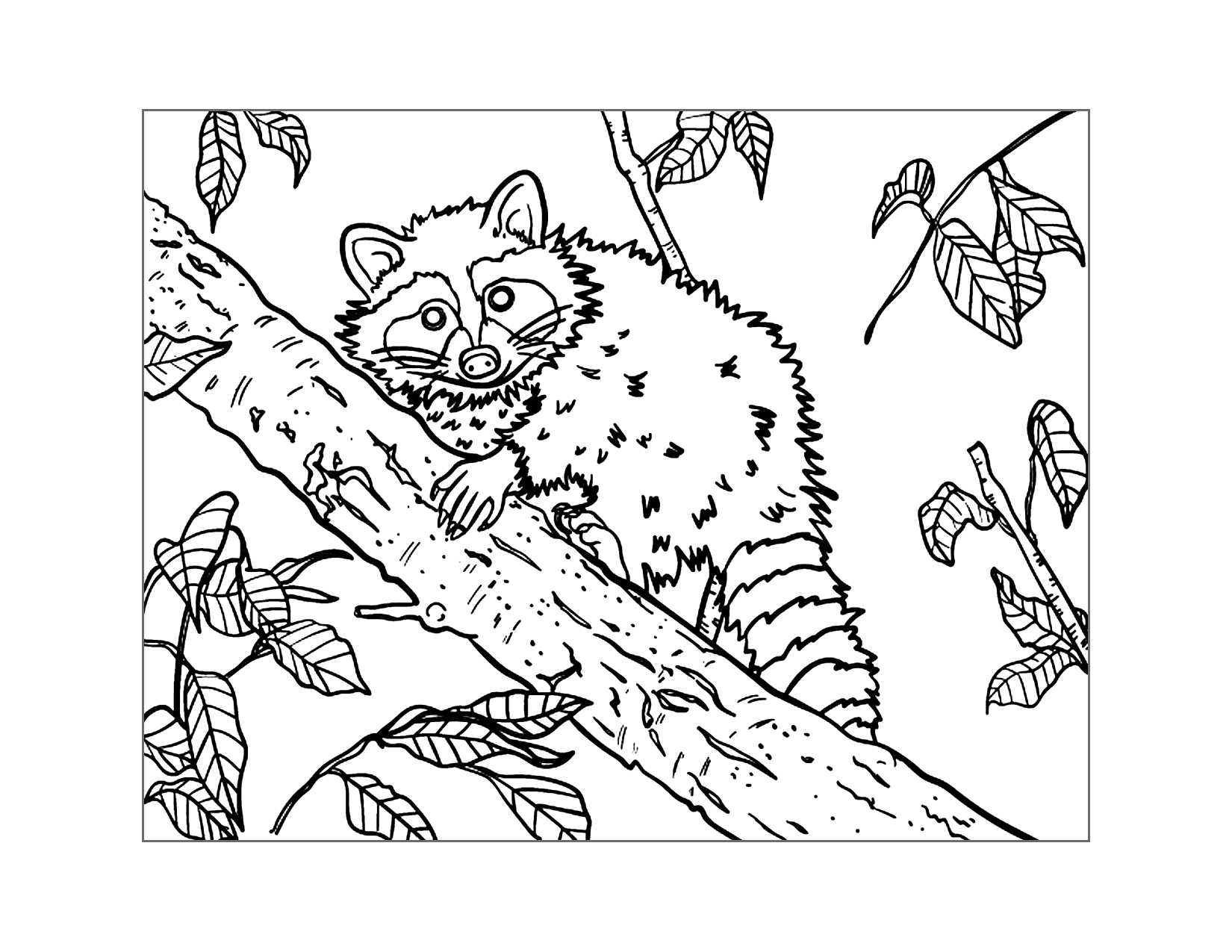 Raccoon In A Tree Coloring Page