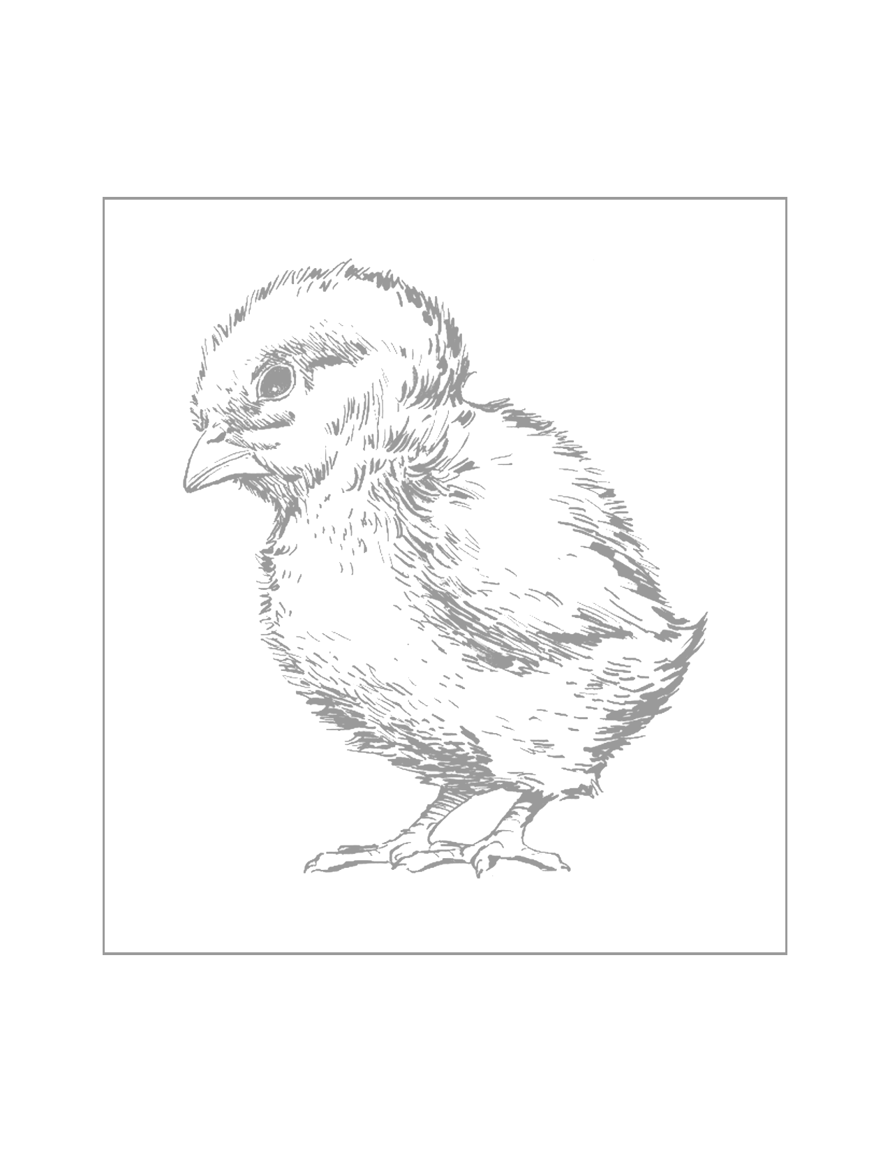 Realistic Baby Chick Tracing Coloring Page