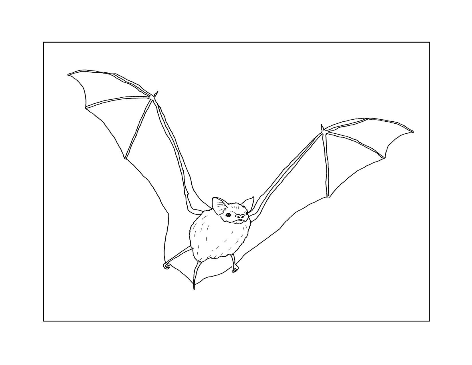 Realistic Bat Coloring Page