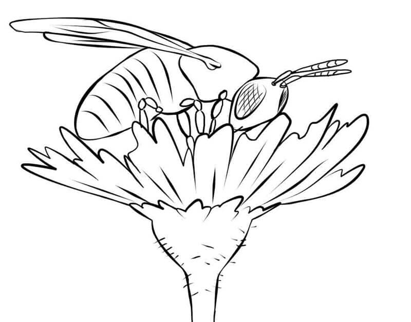 Realistic Bee Coloring Page