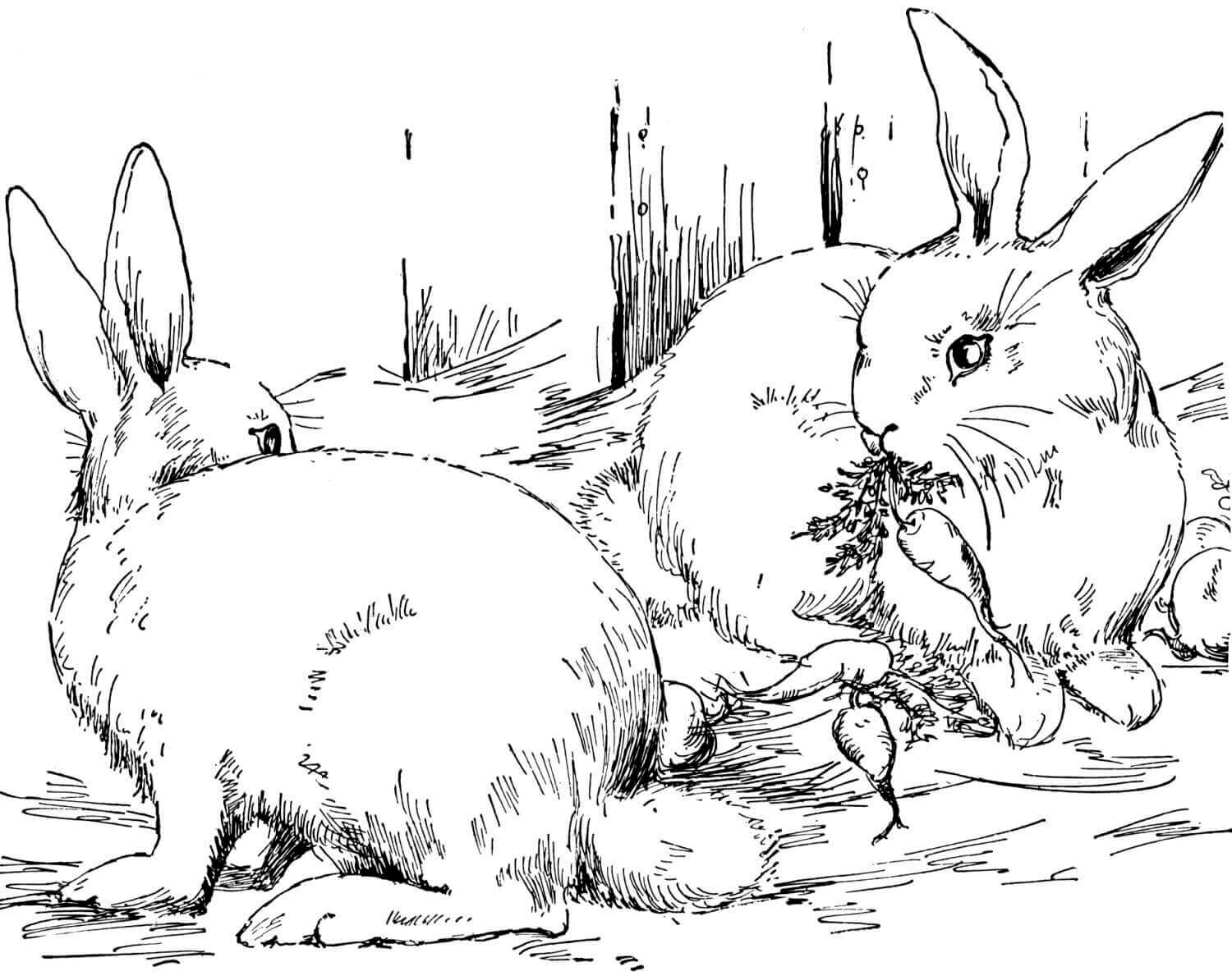 Realistic Bunnies Coloring Page