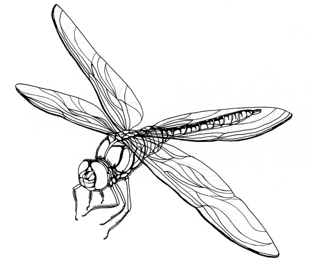 Realistic Dragonfly Coloring Page