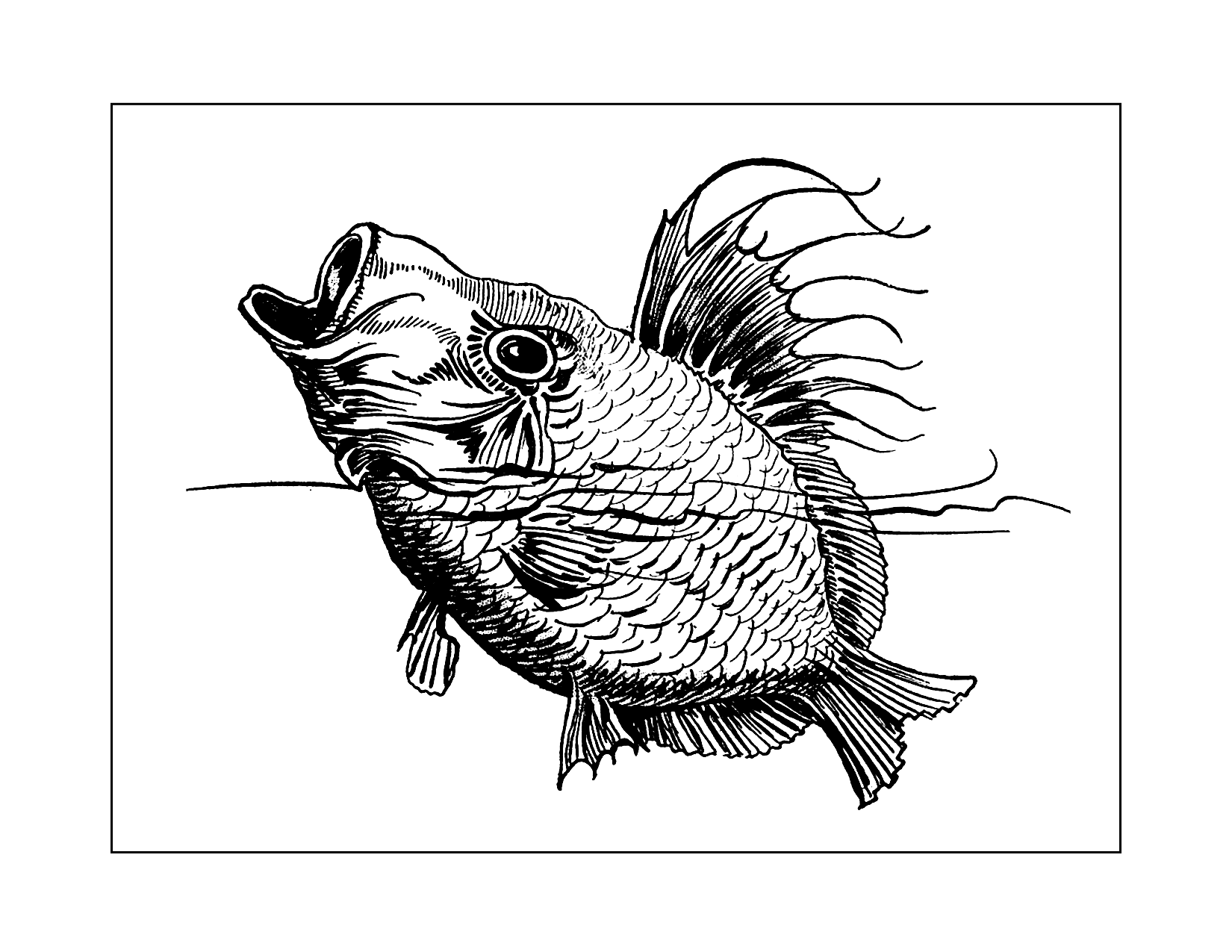 Realistic Fish Coloring Page
