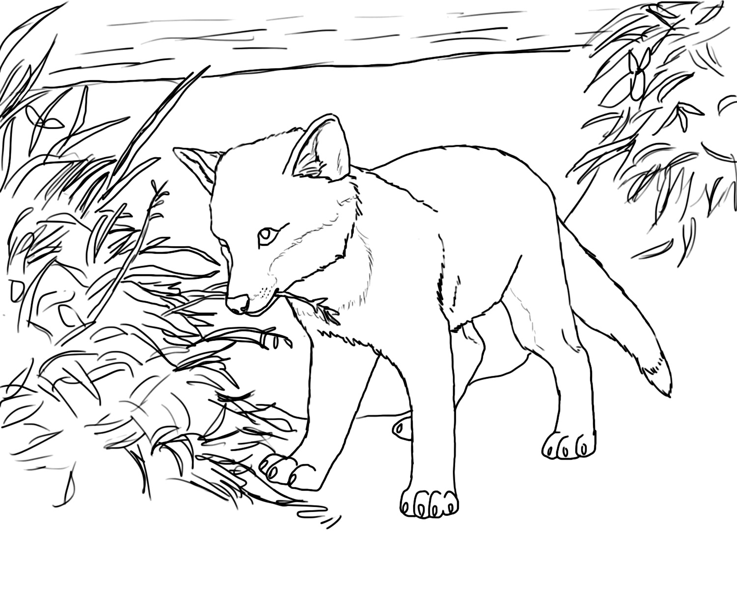 Realistic Fox Coloring Page To Print