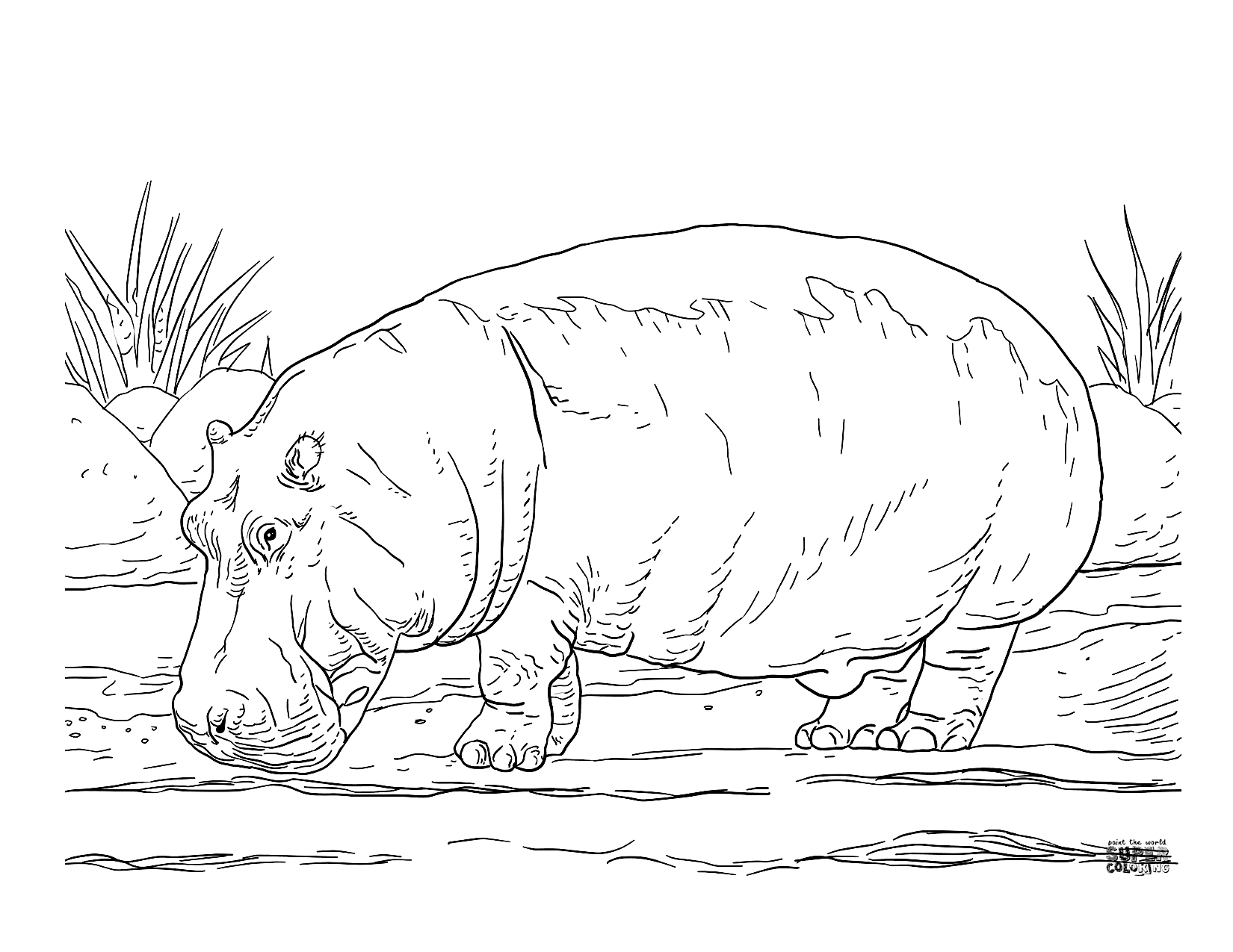 Realistic Hippo Coloring Page