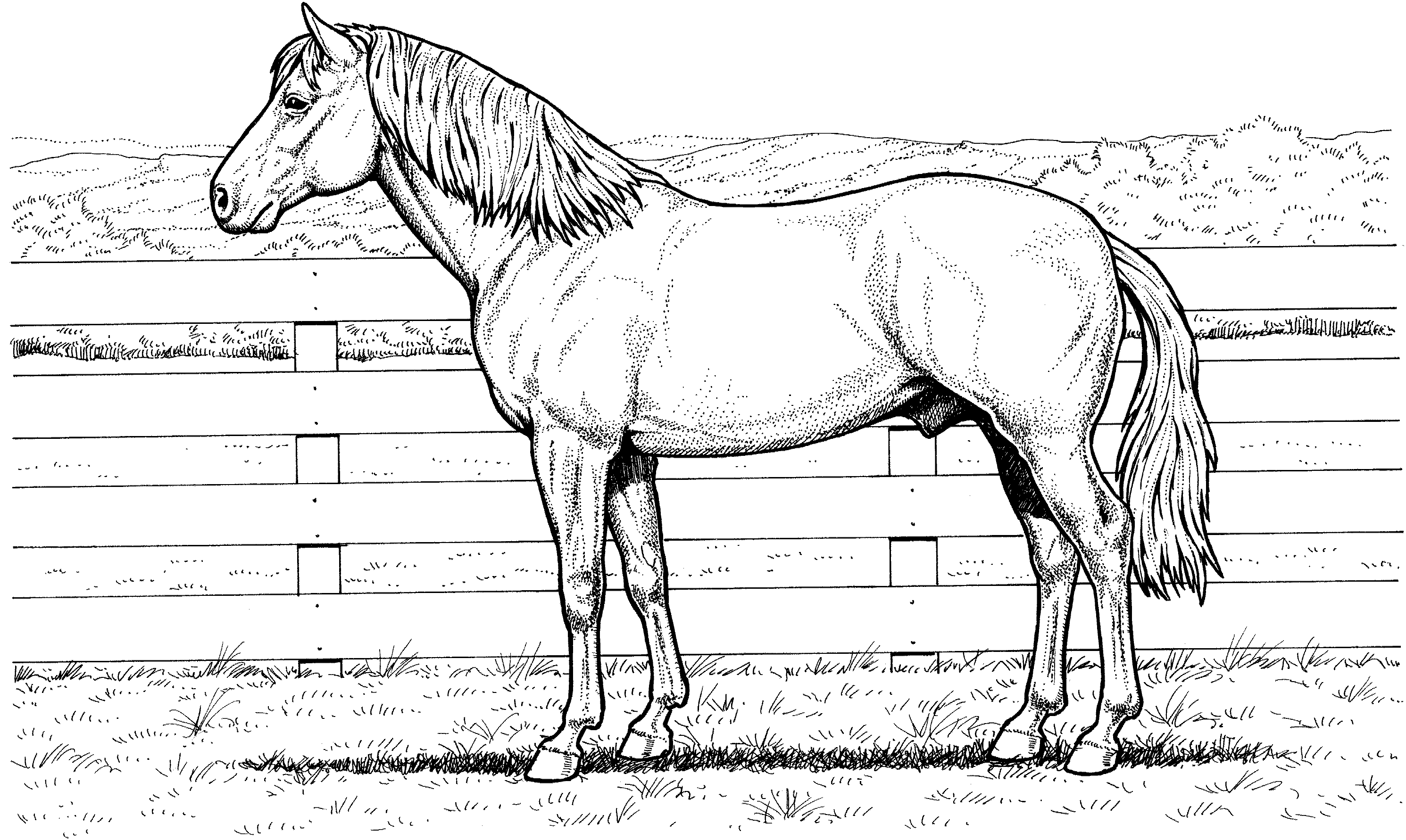 Realistic Horse Coloring Pages