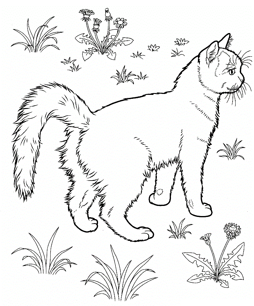Realistic Outside Cat Coloring Pages