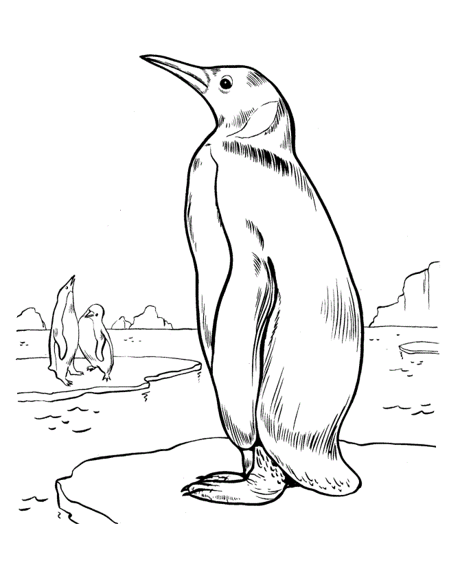 Realistic Penguin Coloring Pages