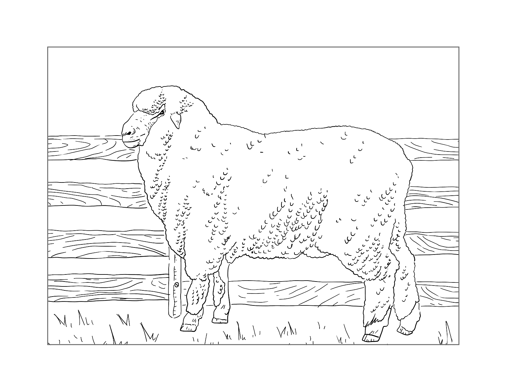 Realistic Sheep Coloring Page