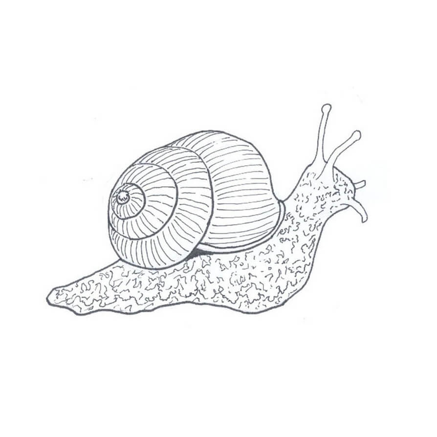 Realistic Snail Coloring Pages