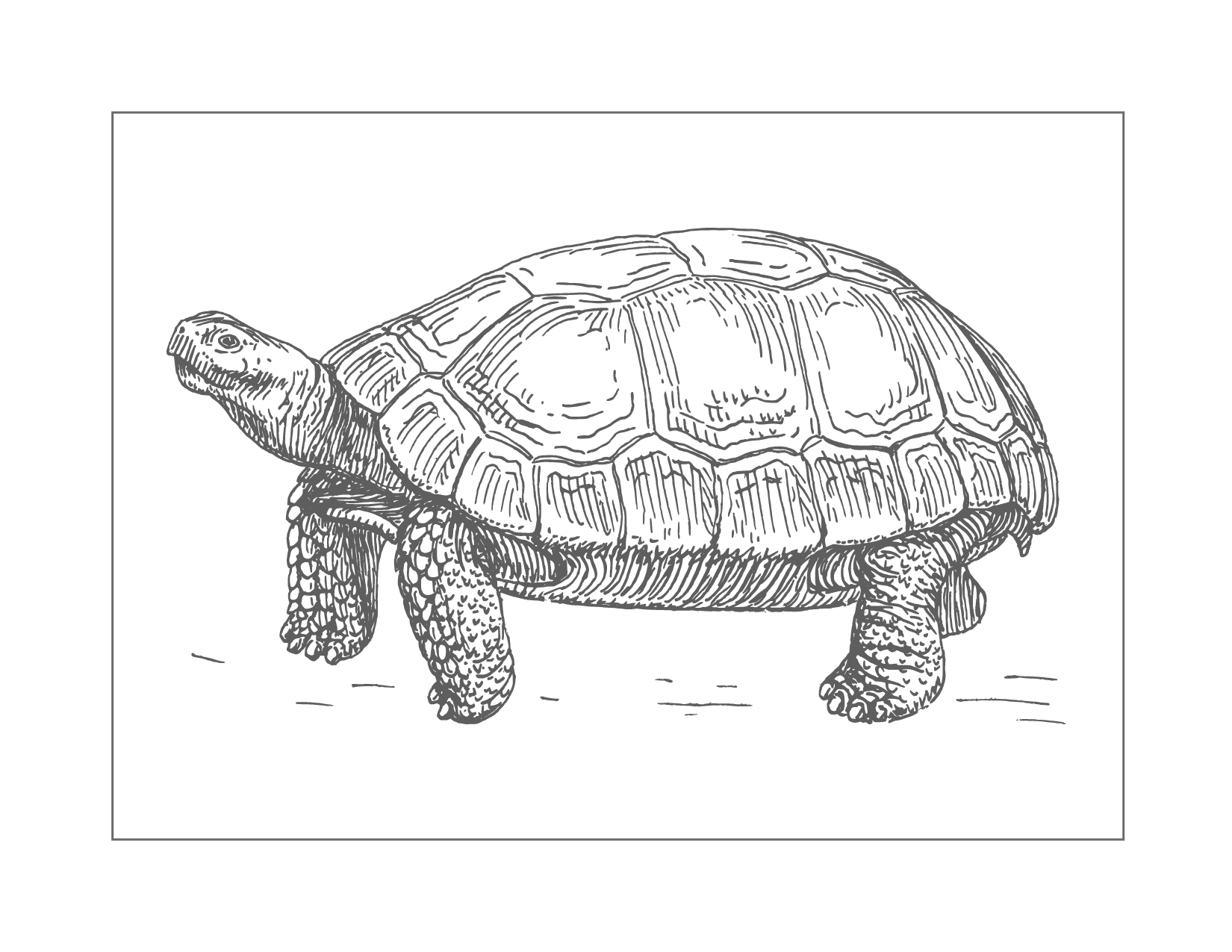 Realistic Turtle Tortise Tracing Coloring Page
