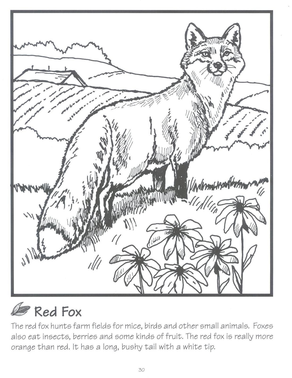 Red Fox Coloring Worksheet