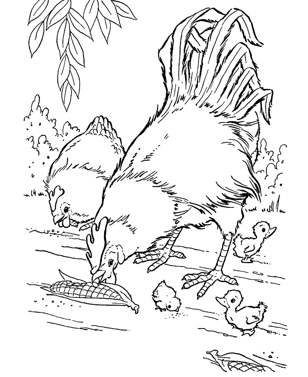 Rooster And Chicks Farm Coloring Page