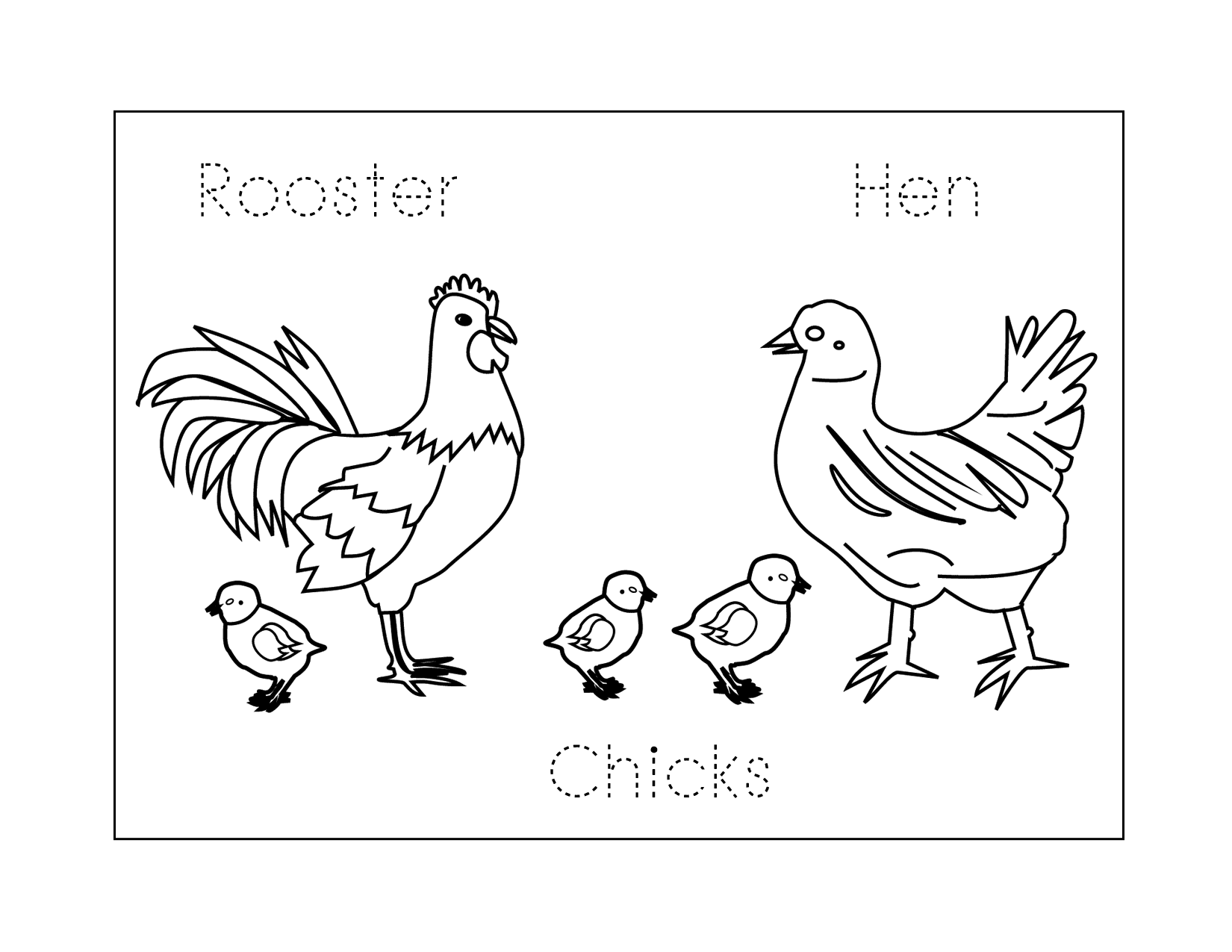 Rooster Hen And Chicks Worksheet
