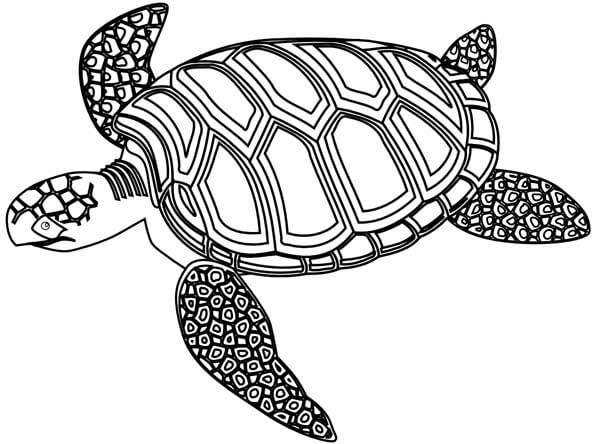 Sea Turtle Coloring Page Design