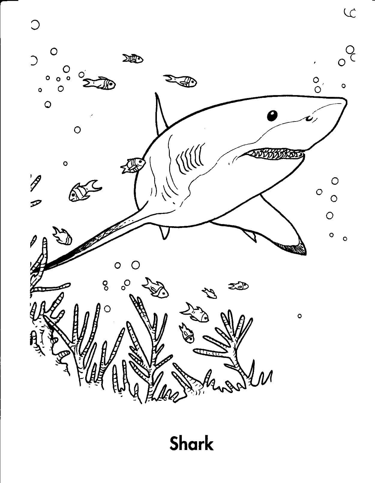 Shark Coloring Pages2