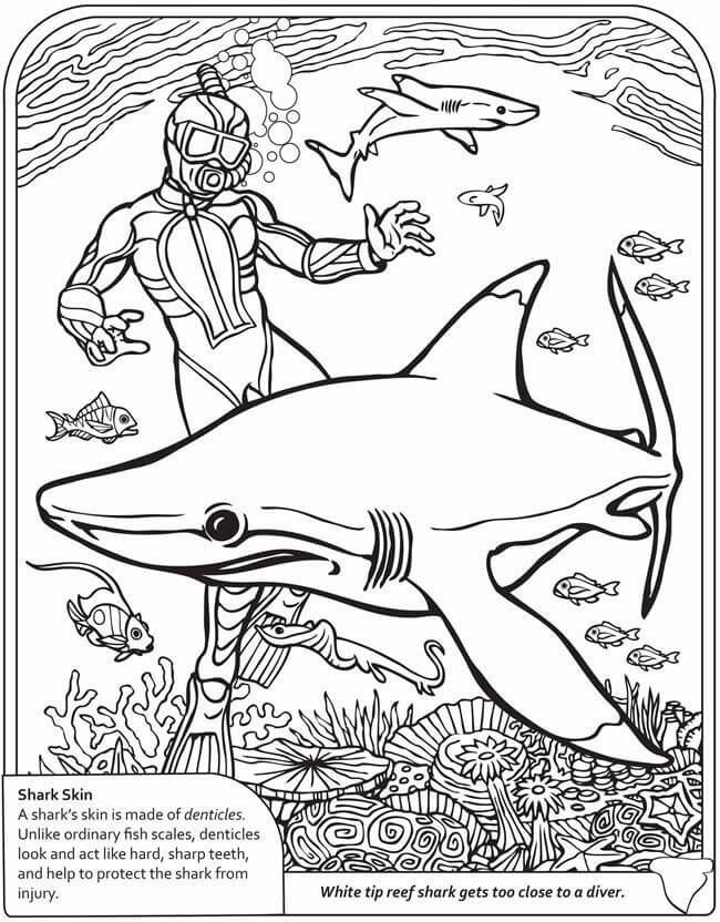 Shark Info Sheet to Color
