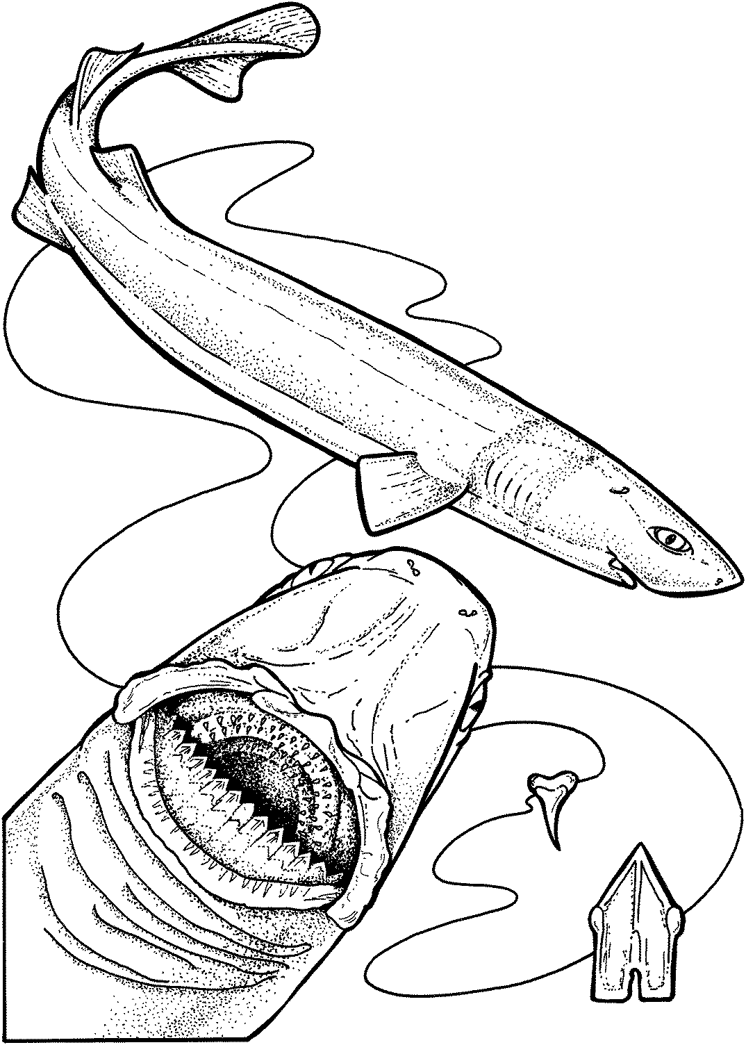 Shark Teeth Coloring Pages