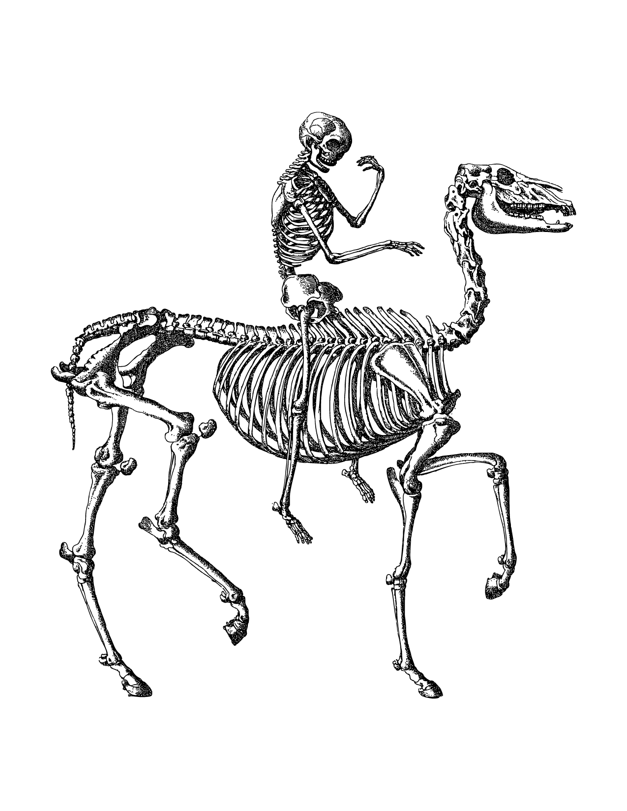 Skeleton Riding Horse Coloring Page