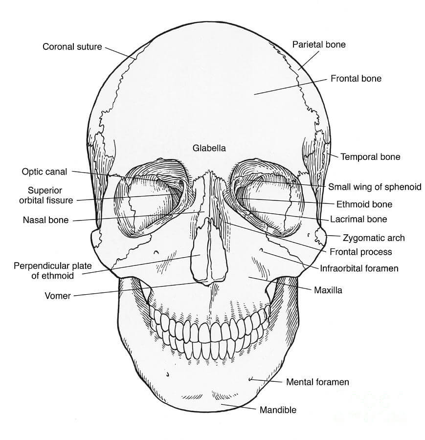 Skull Anatomy Diagram