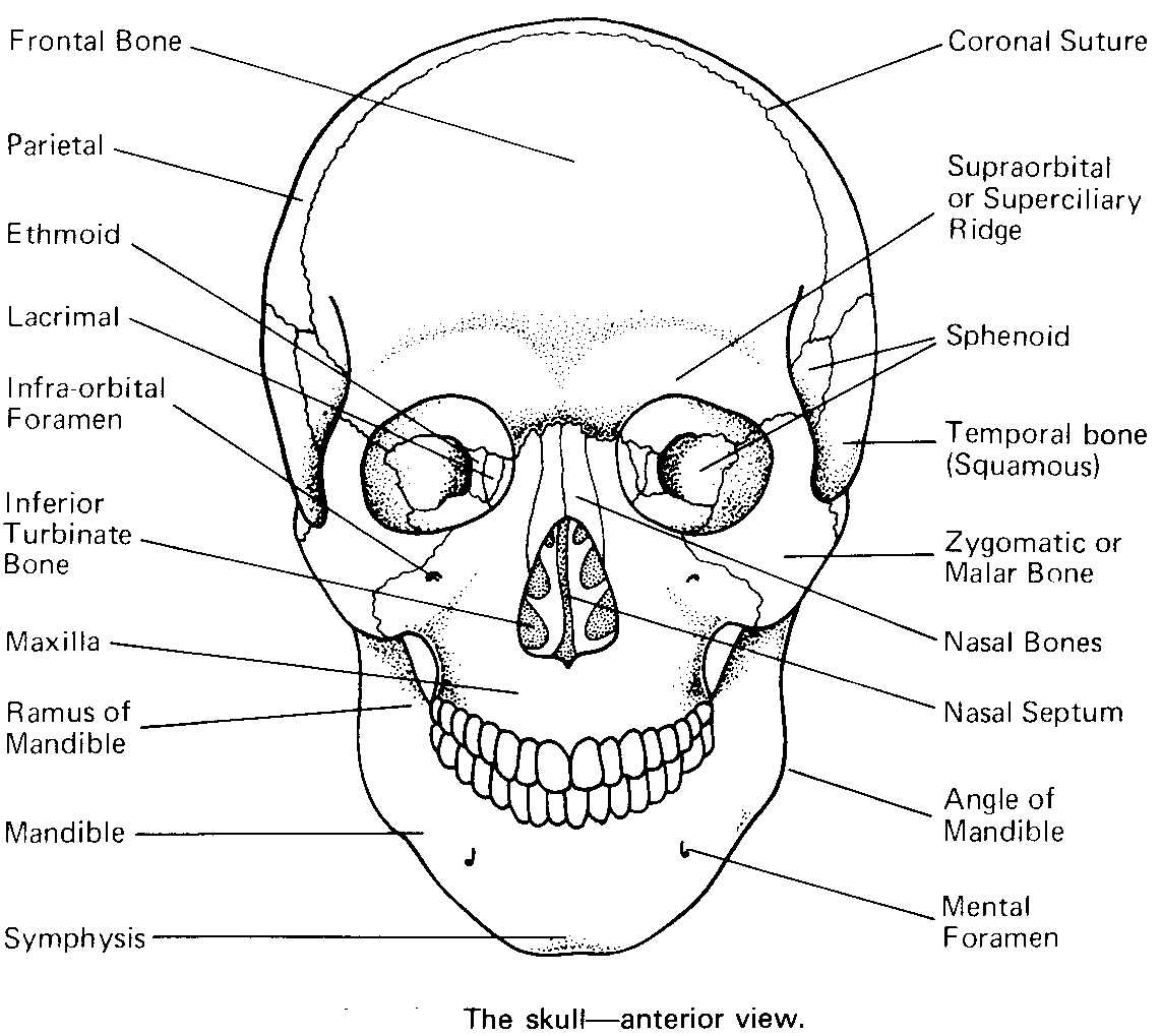 Skull Anterior Labeled Anatomy Sheet